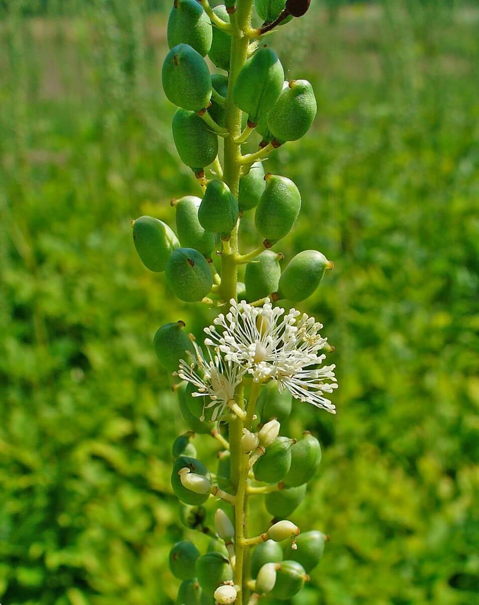 Black Cohosh