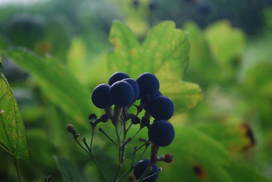 Blue Cohosh