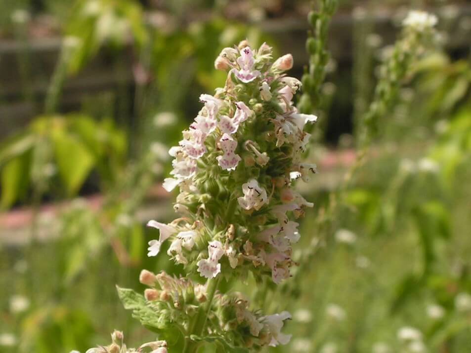 Catnip Flower