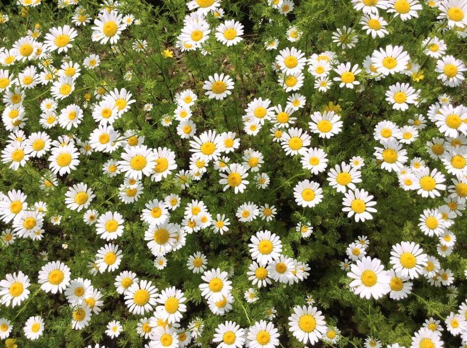 Chamomile Flowers