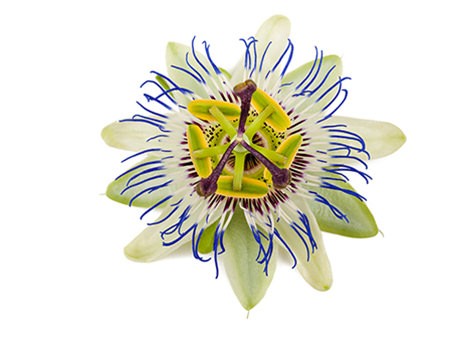 Passionflower seen from the top, yellow, brown, green, white and blue colors - Benefits in Herbal