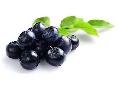 Bilberry on white background with leafs benefits in Herbal