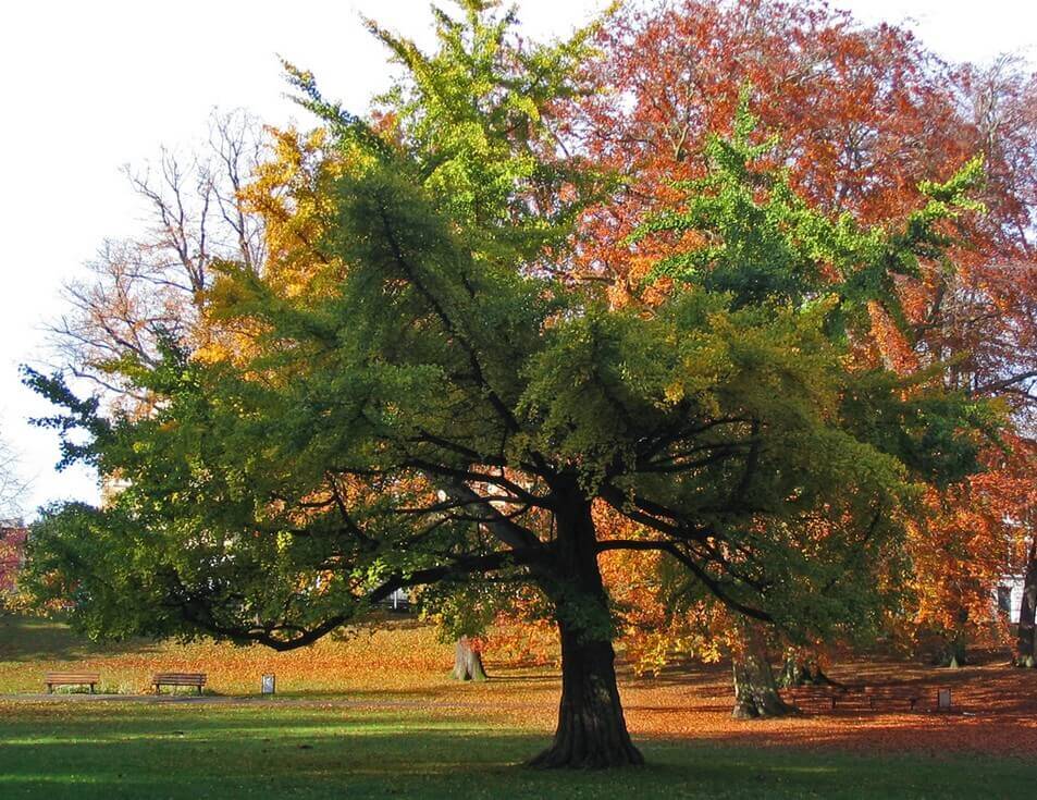 Ginkgo Biloba Tree