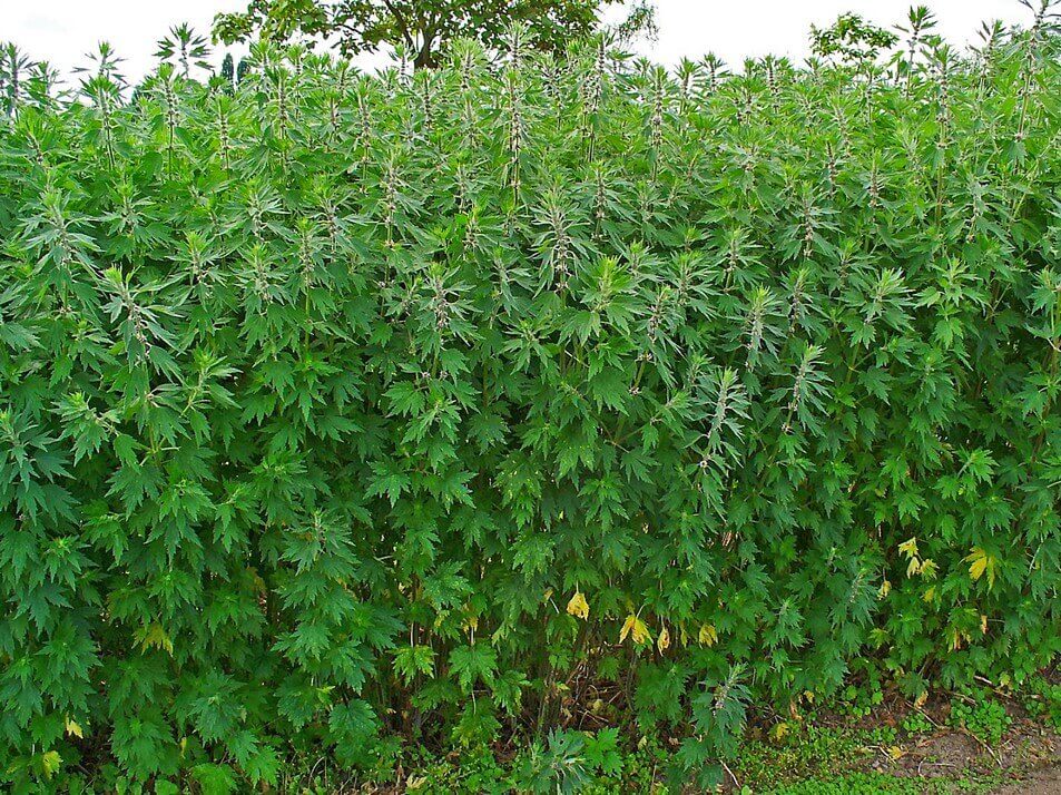 Motherwort Plant