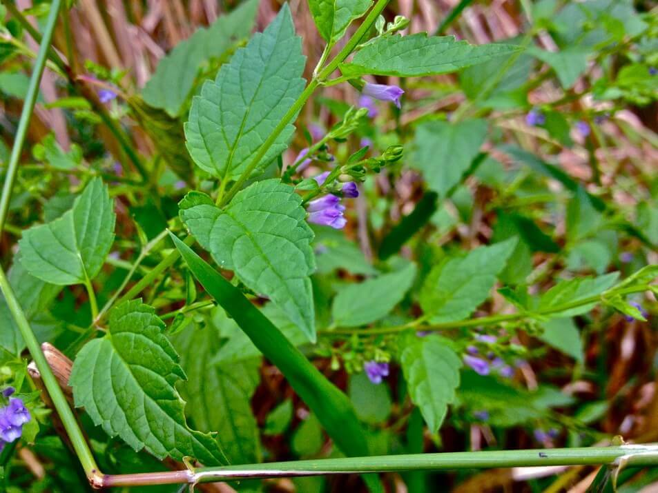 Skullcap Plant